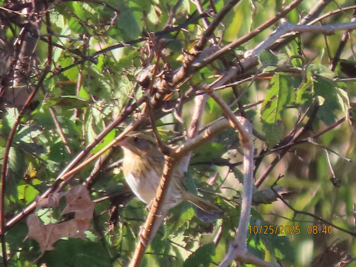 Nelson's Sparrow - ML644554413
