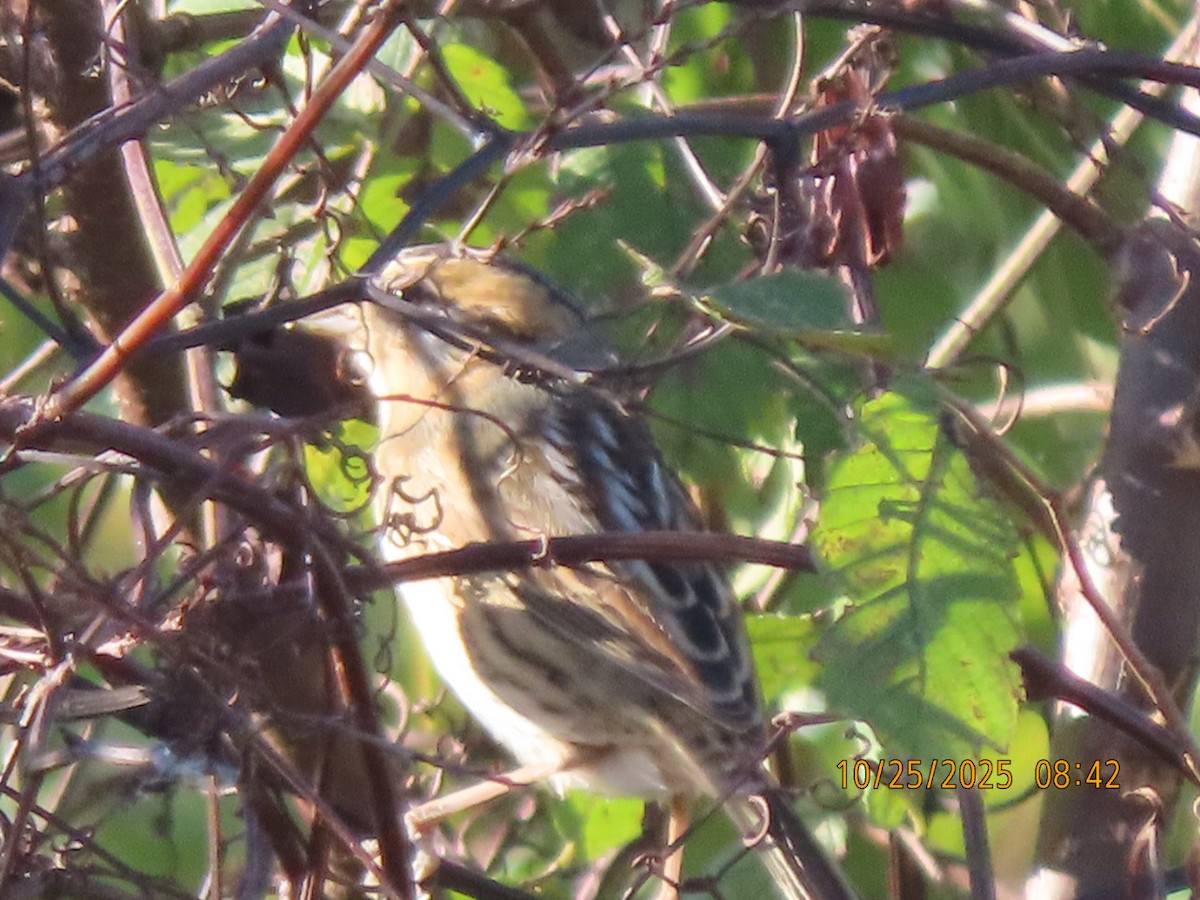 Nelson's Sparrow - ML644554414