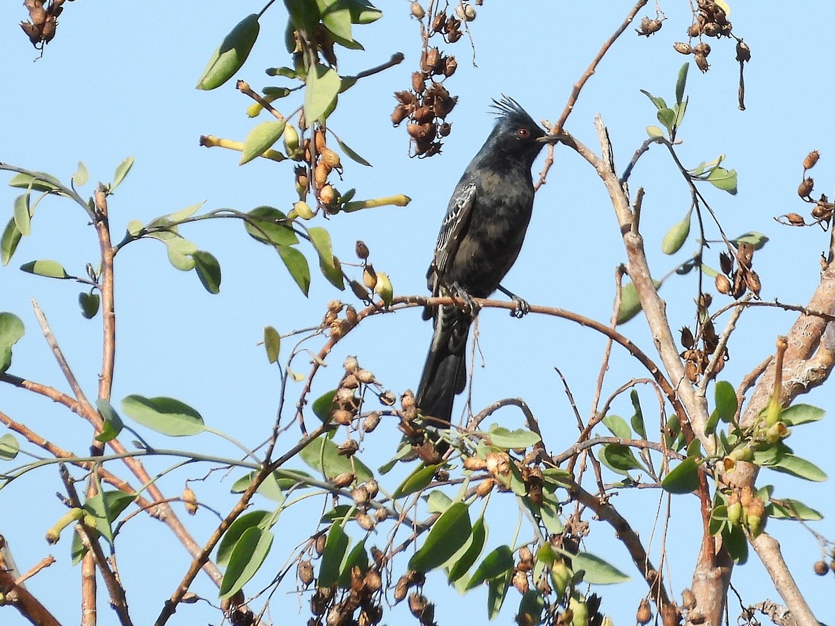 Phainopepla - ML644554415