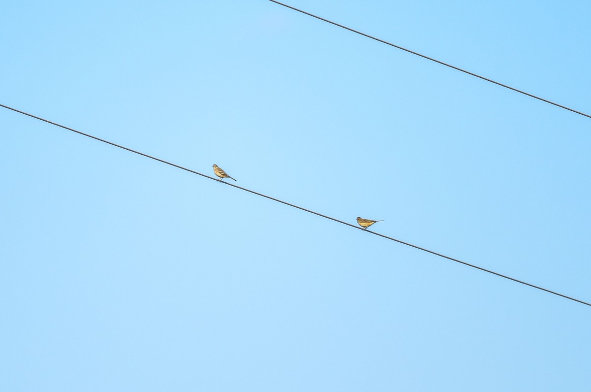 American Pipit - ML644554416