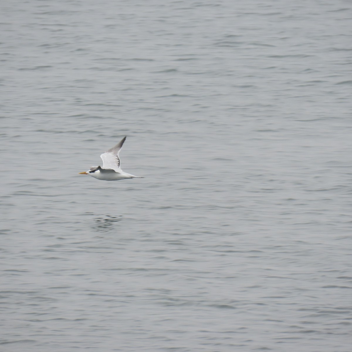 Elegant Tern - ML644554417