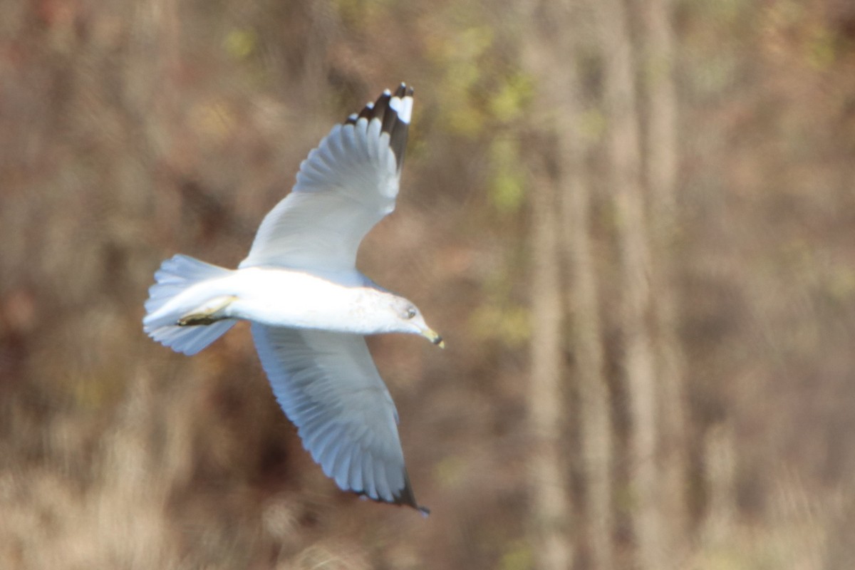 Ring-billed Gull - ML644554418