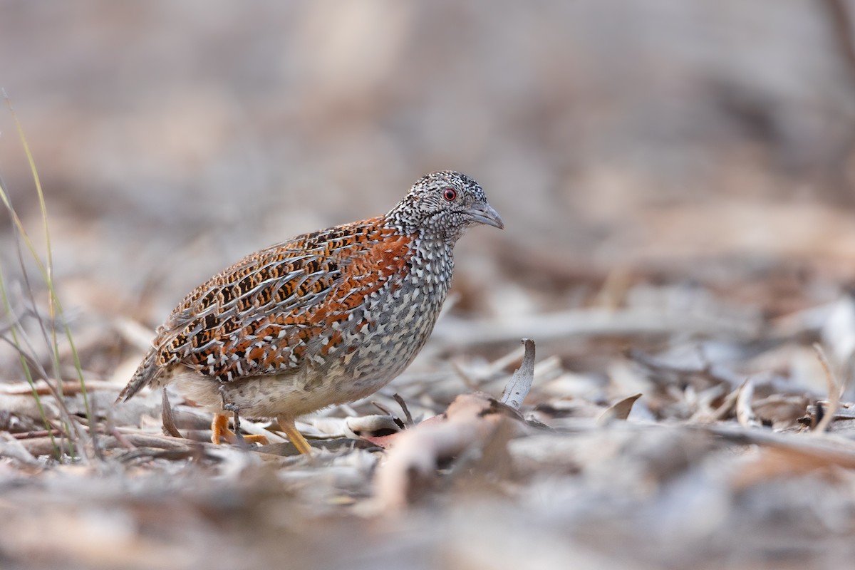 Painted Buttonquail - ML644554419