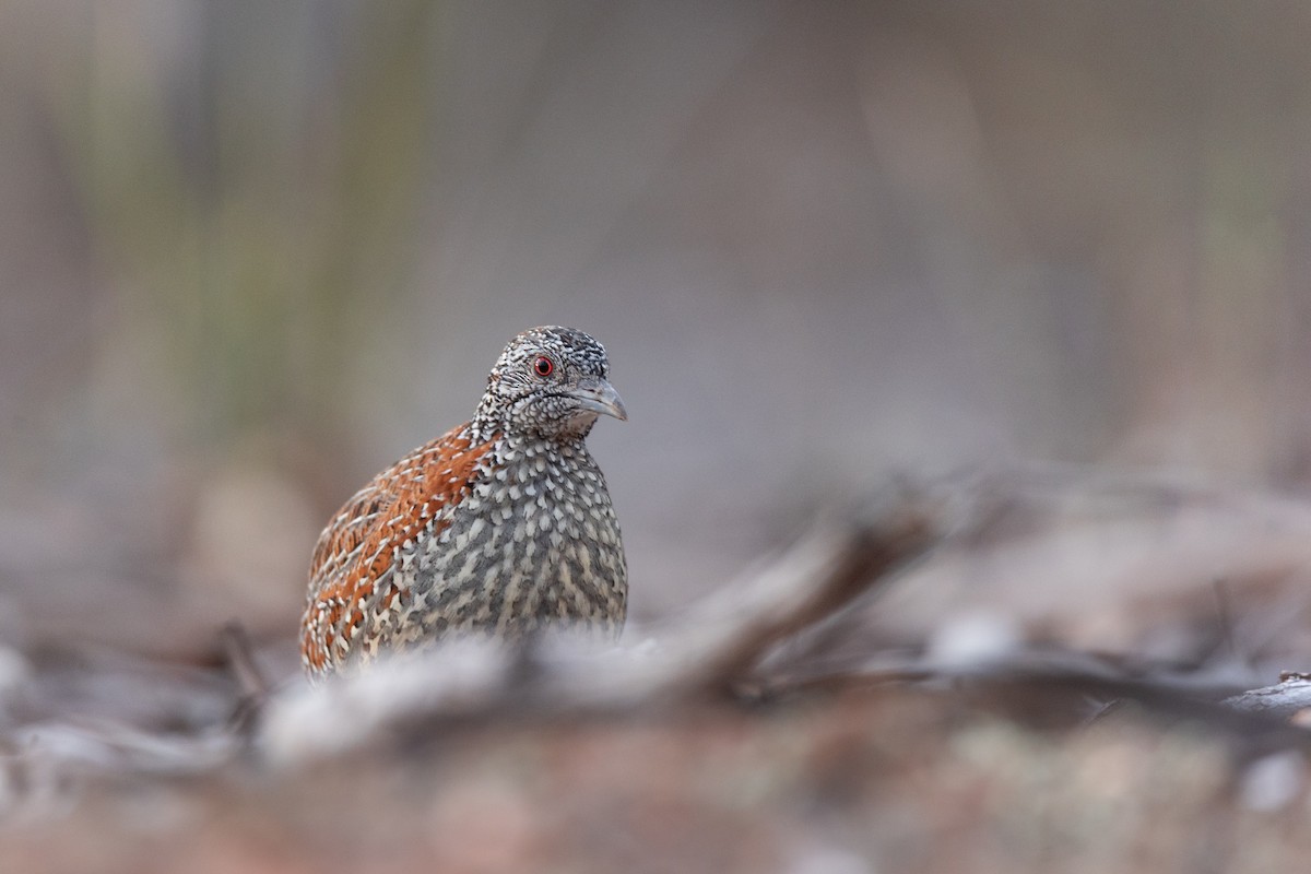 Painted Buttonquail - ML644554420