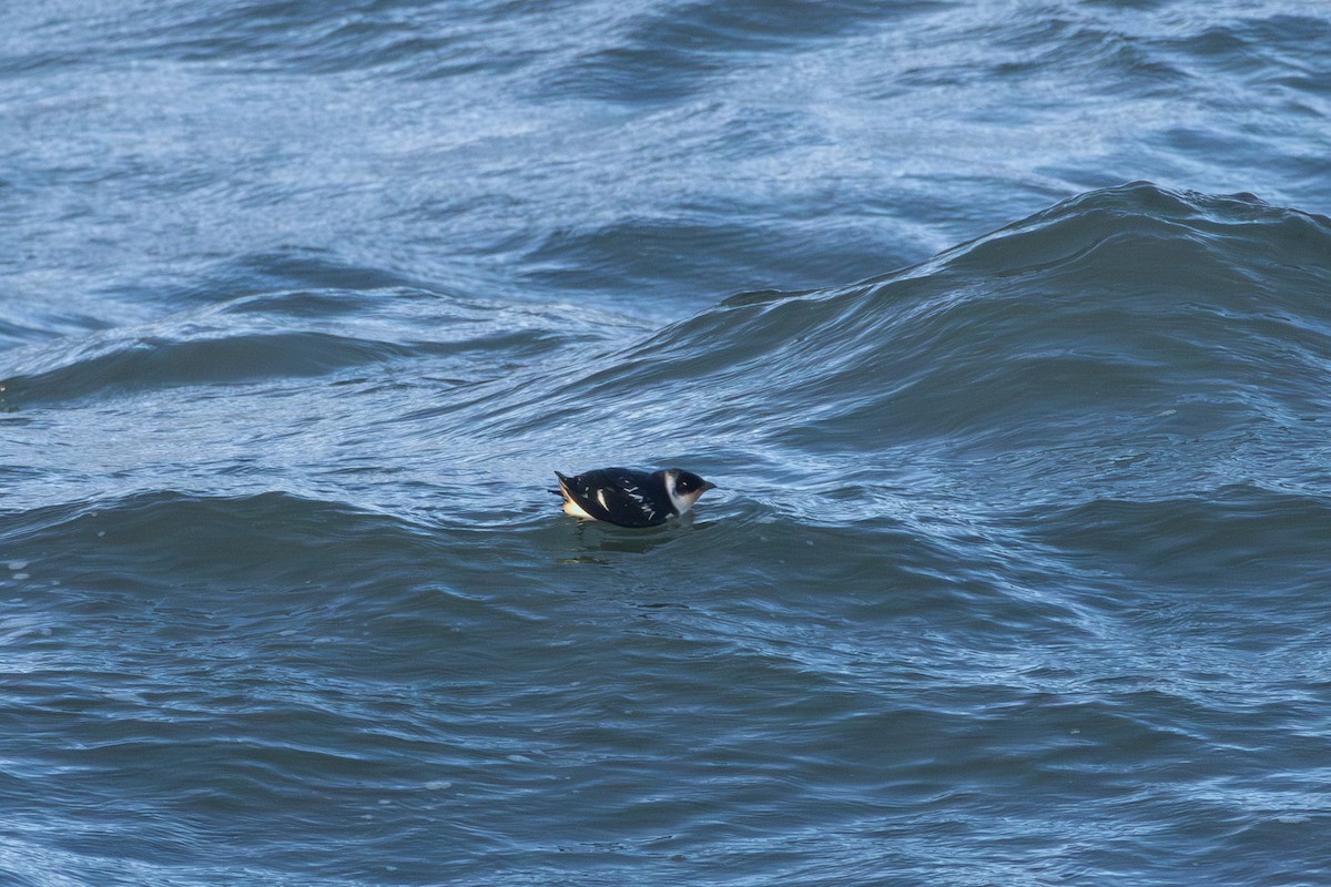 Люрик - ML644554421