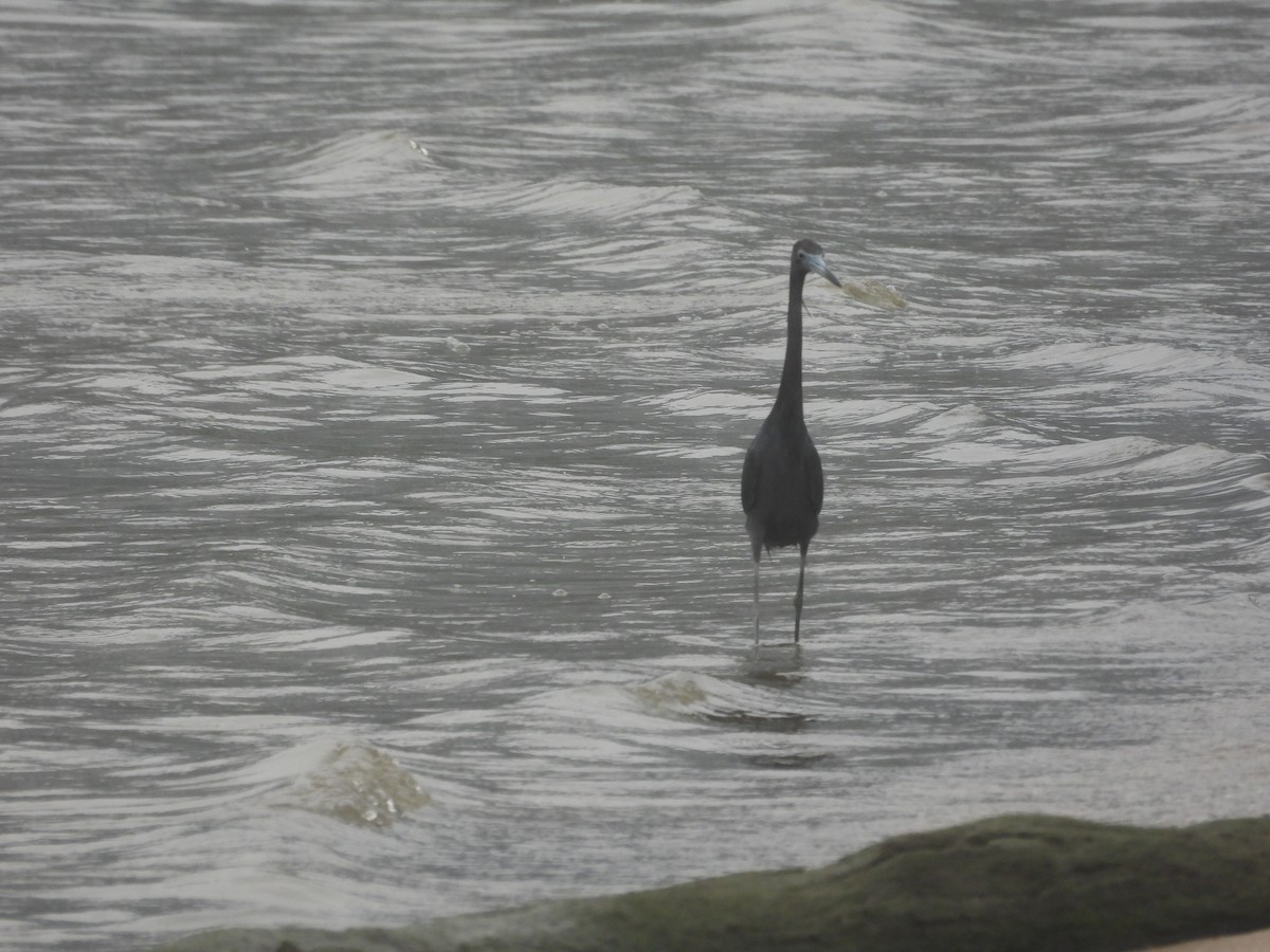 Little Blue Heron - ML644554422