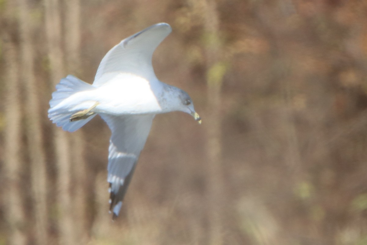 Ring-billed Gull - ML644554425