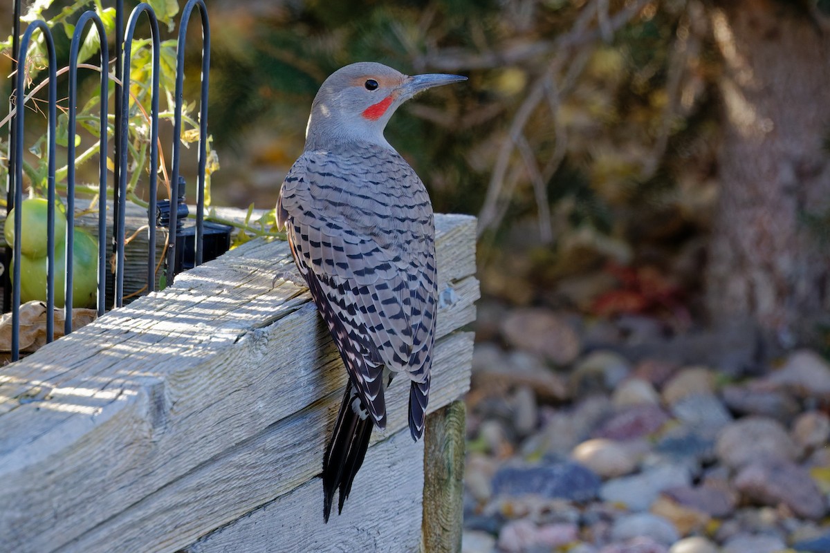 Goldspecht (Kupfergoldspecht) - ML644554426