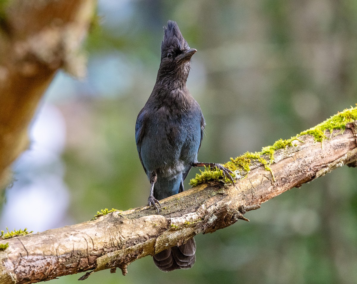 Chara de Steller - ML644554428