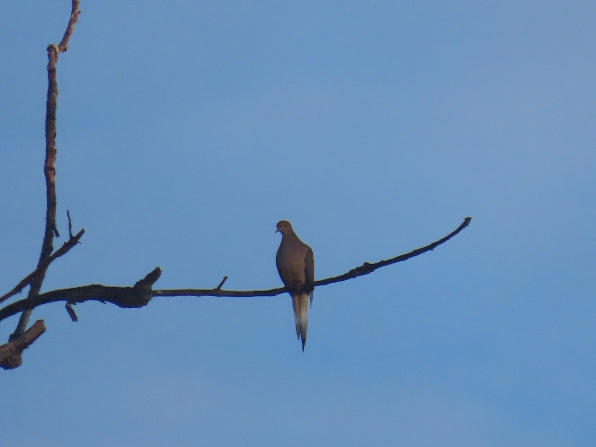 Mourning Dove - ML644554429