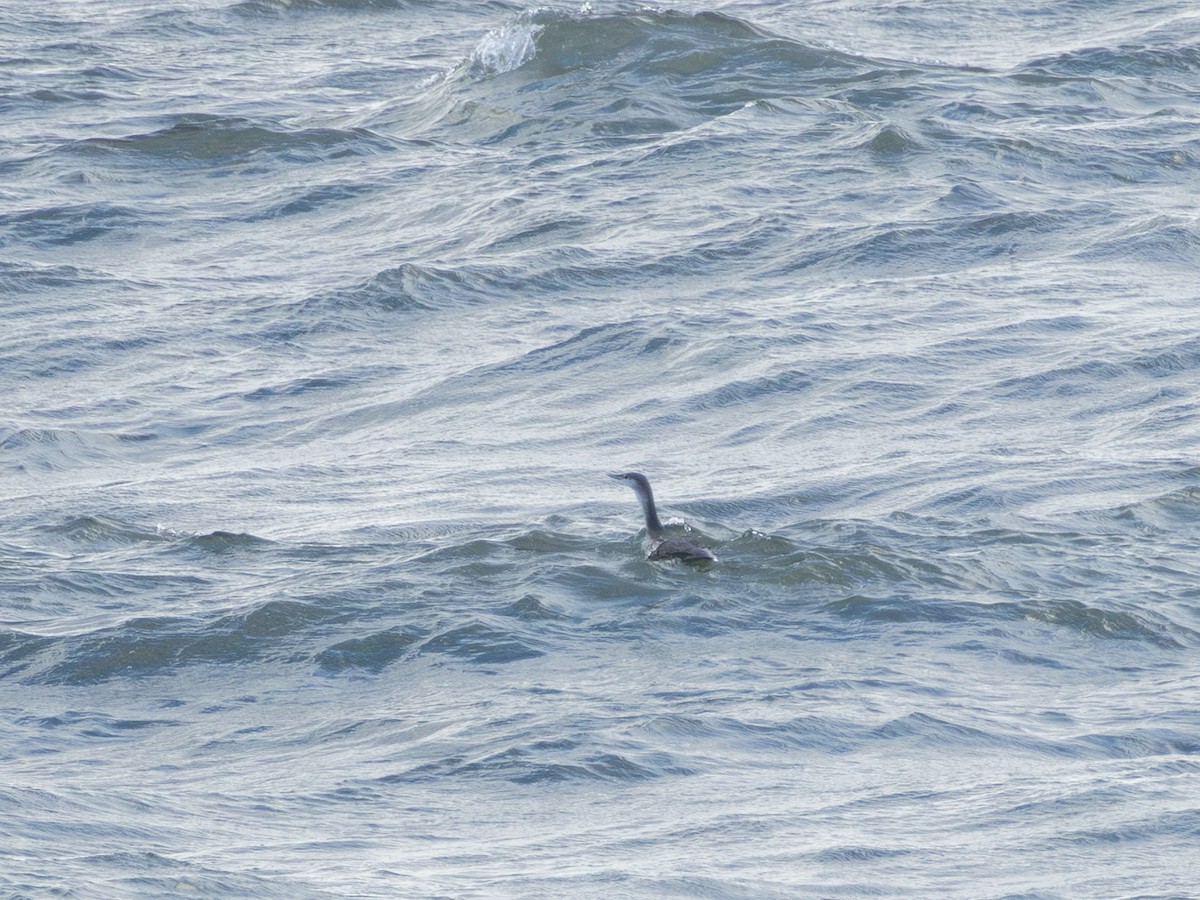 Sterntaucher - ML644554430