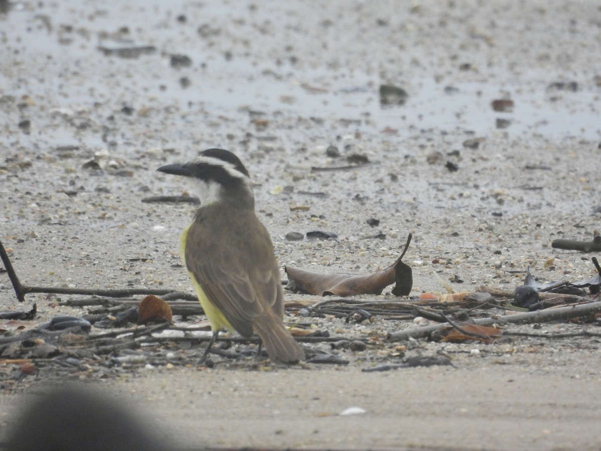 Bienteveo Común - ML644554431