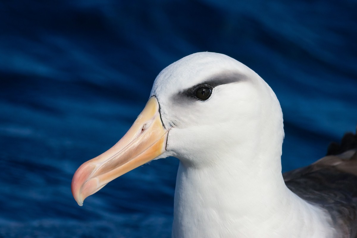 svartbrynalbatross (melanophris) - ML644554433