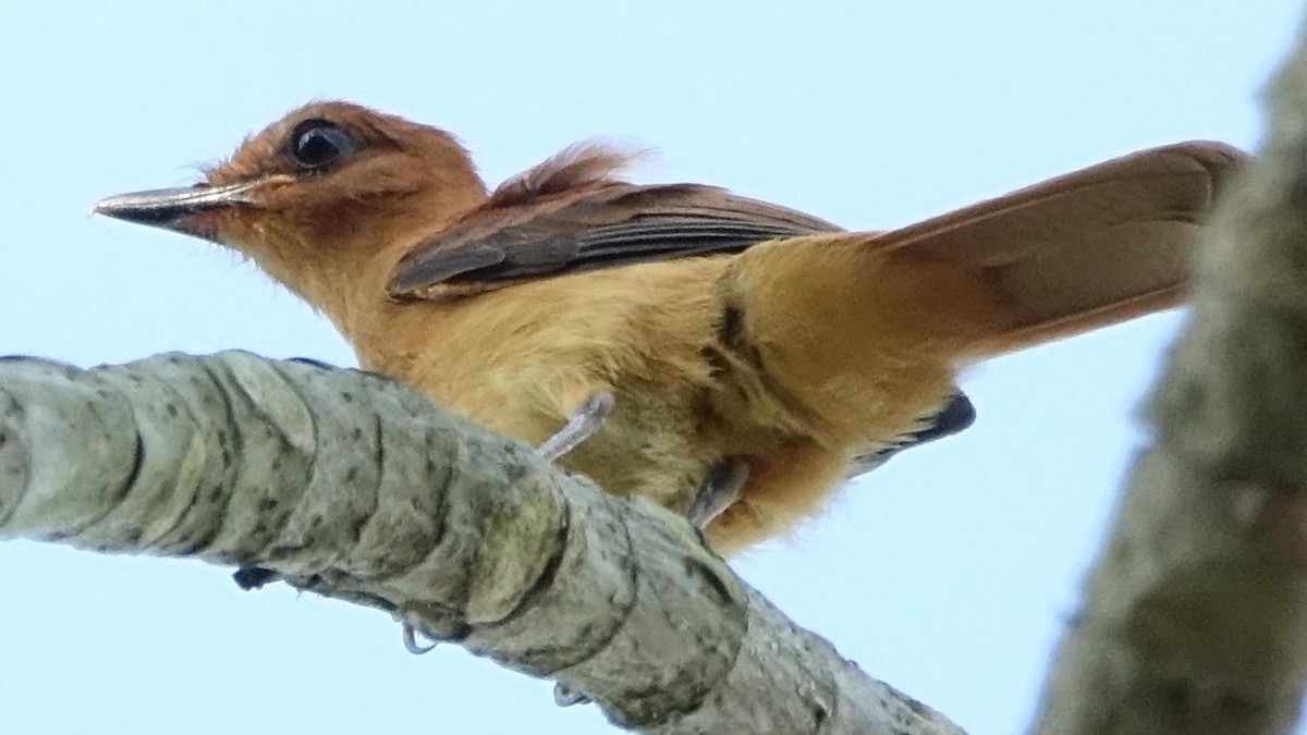 Cinnamon Attila - ML644554435