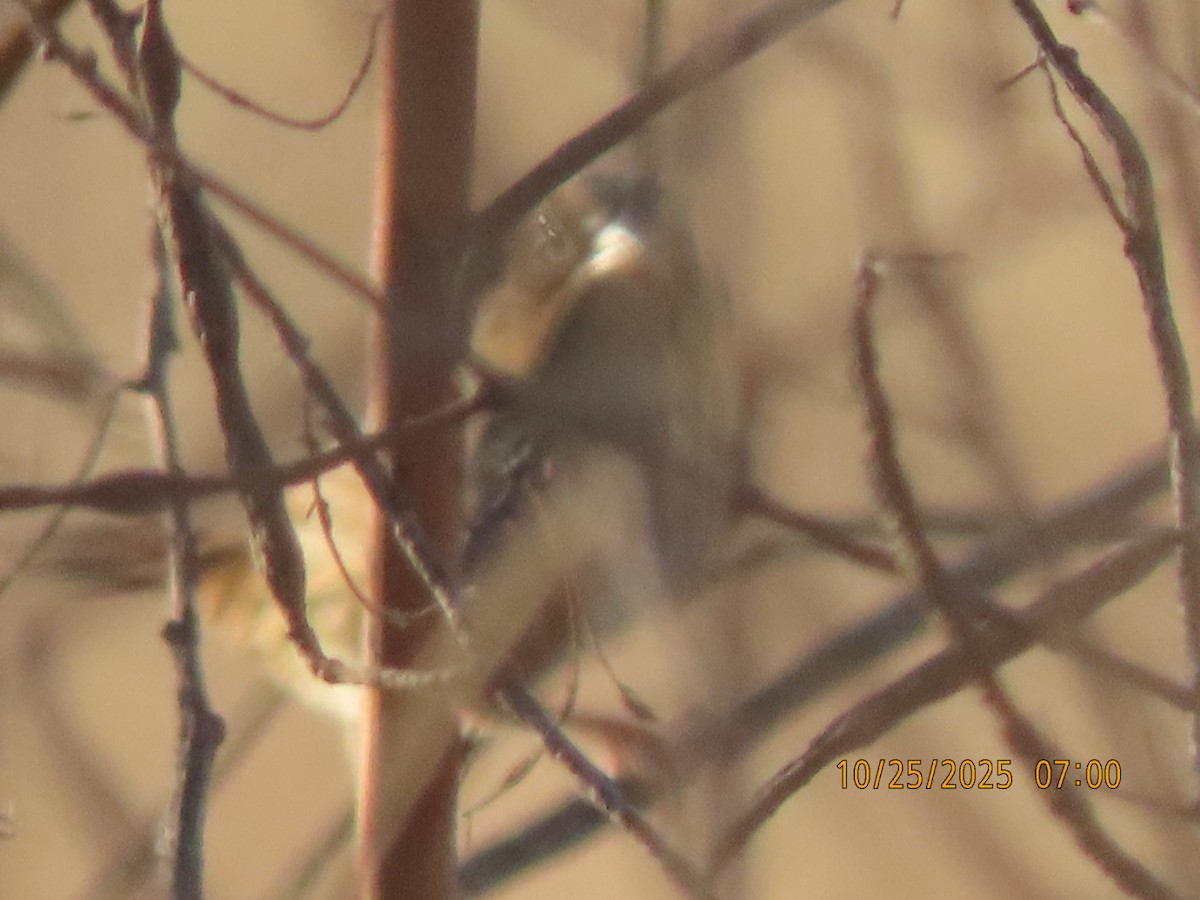 Henslow's Sparrow - ML644554440