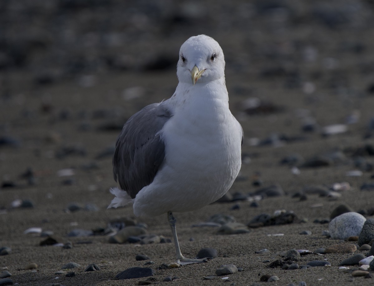 Gaviota Californiana - ML644554446