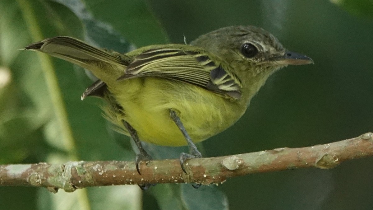 Yellow-margined Flatbill - ML644554447