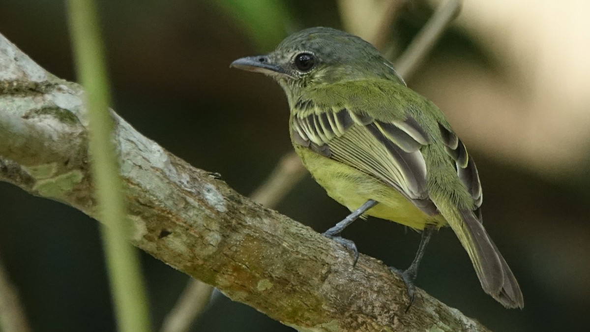 Yellow-margined Flatbill - ML644554448