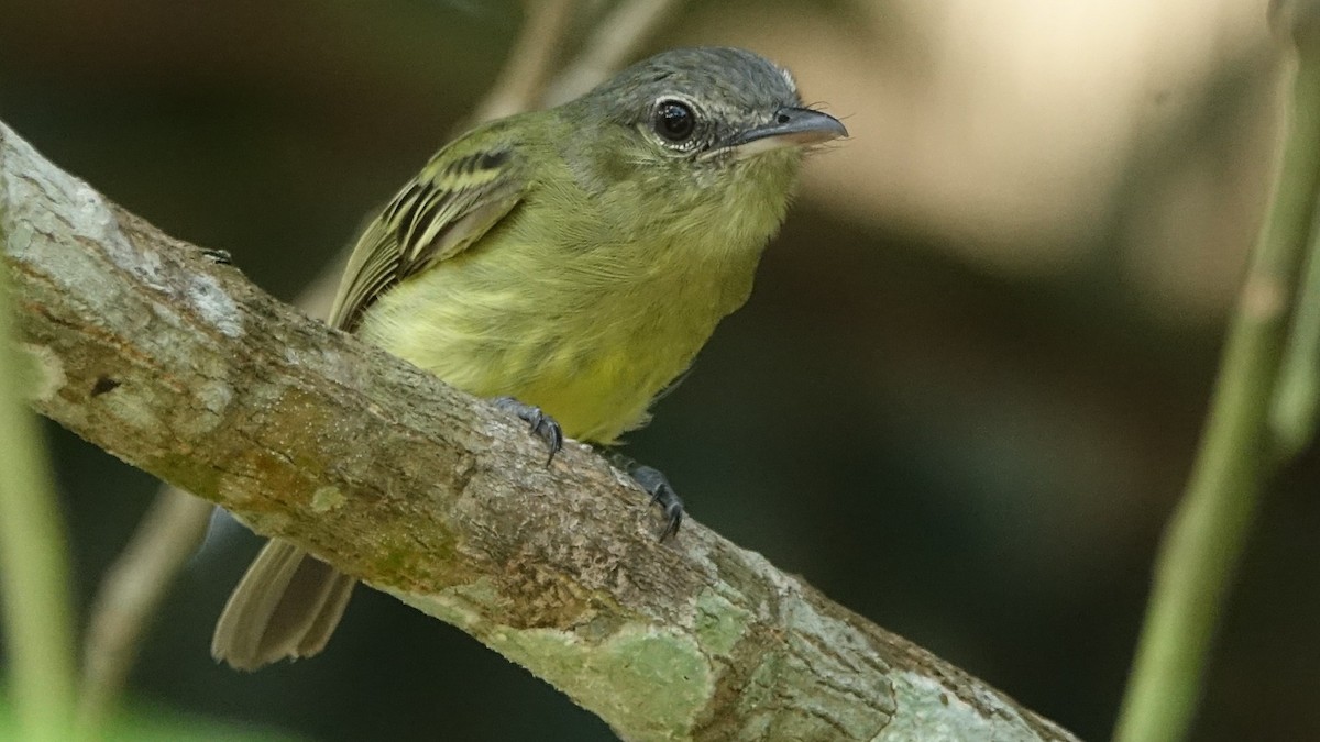 Yellow-margined Flatbill - ML644554449