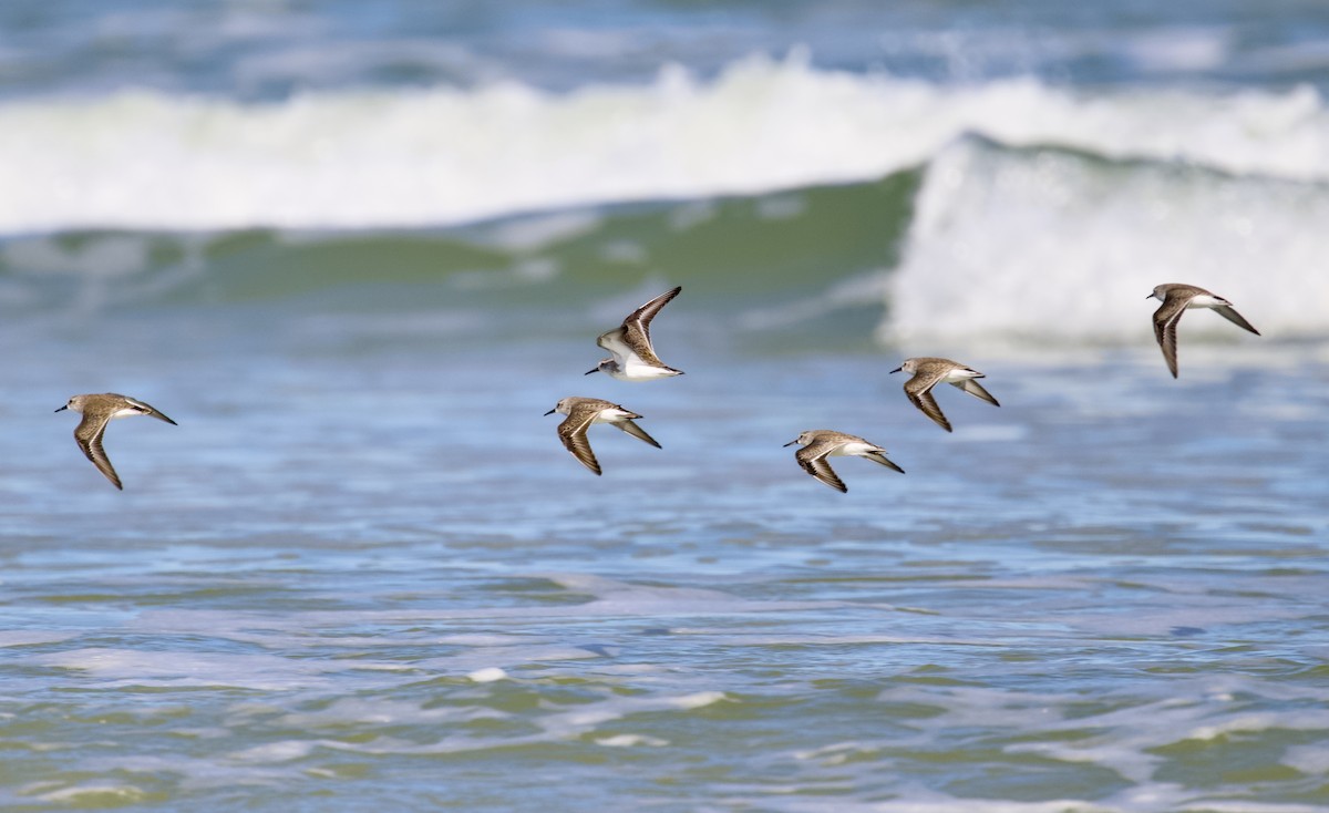 beringsnipe - ML644554450