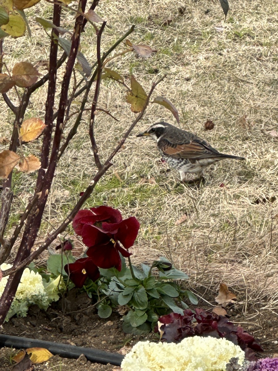 Dusky Thrush - ML644554452