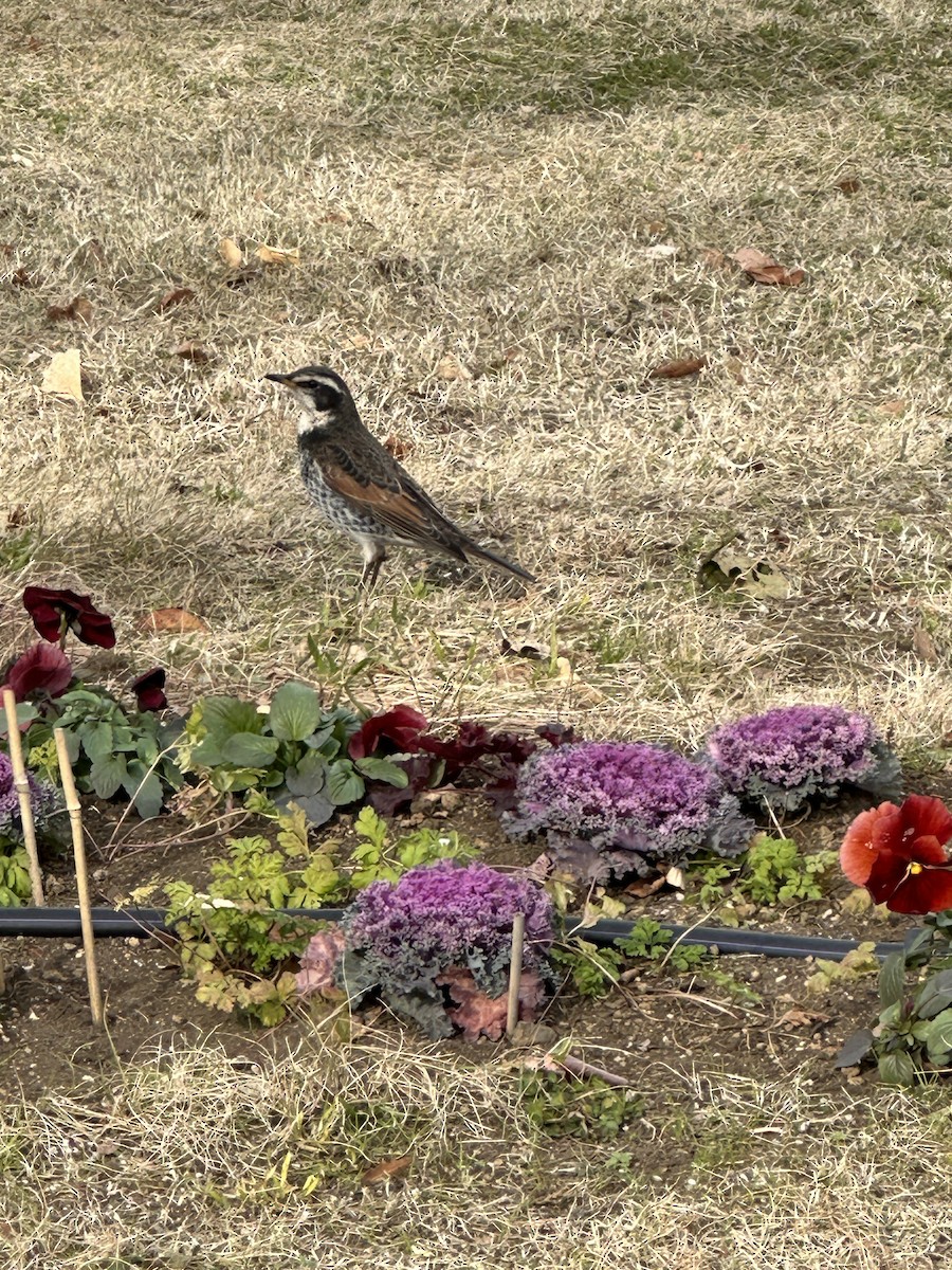 Dusky Thrush - ML644554453