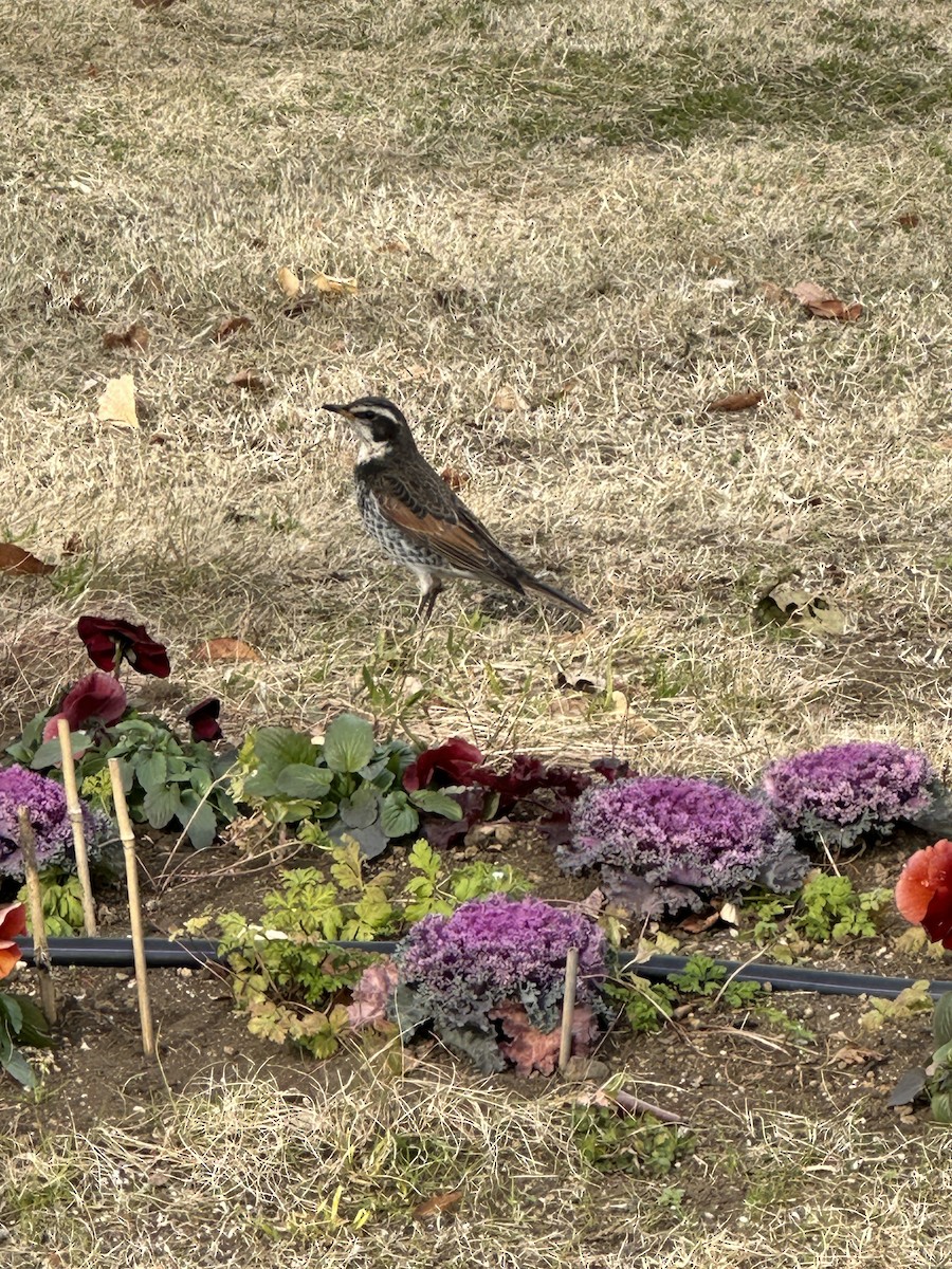 Dusky Thrush - ML644554454