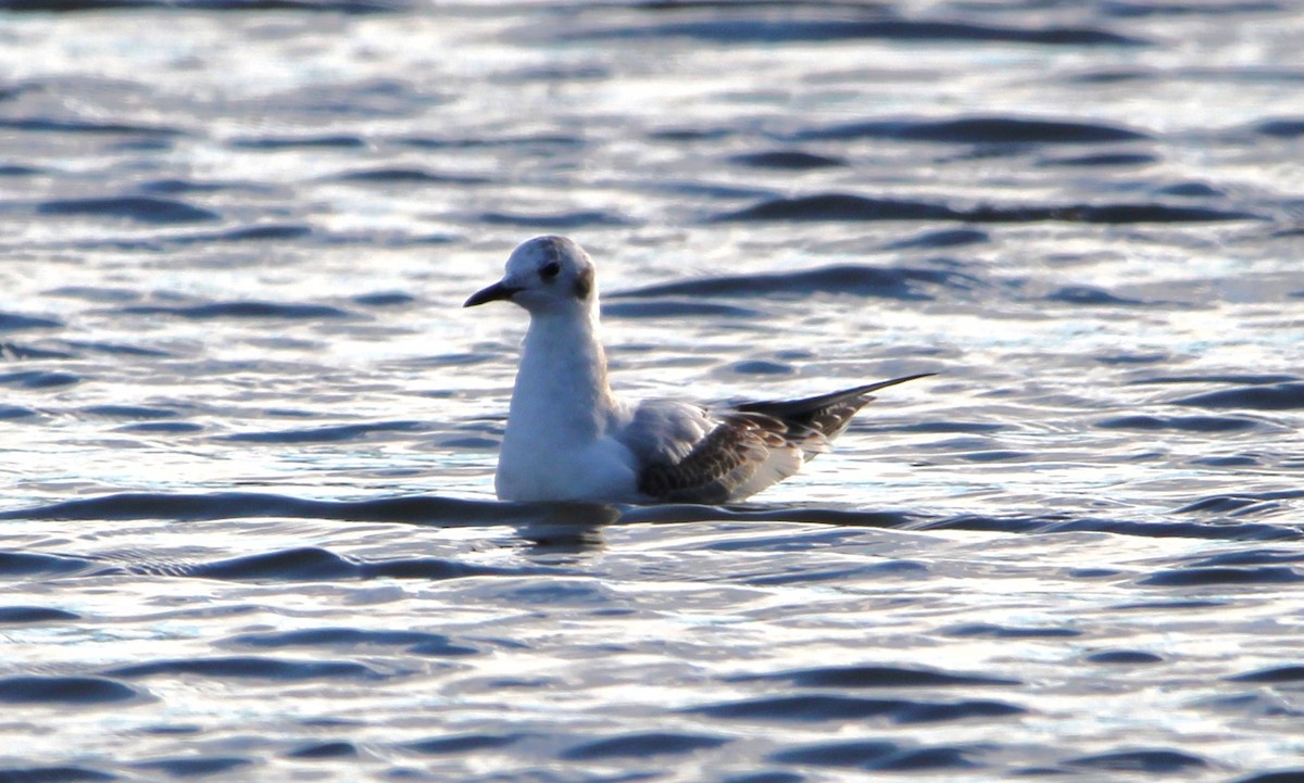 Bonaparte's Gull - ML644554456