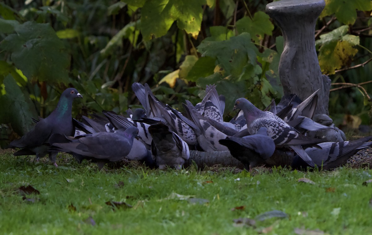 Paloma Bravía (variedad doméstica) - ML644554457