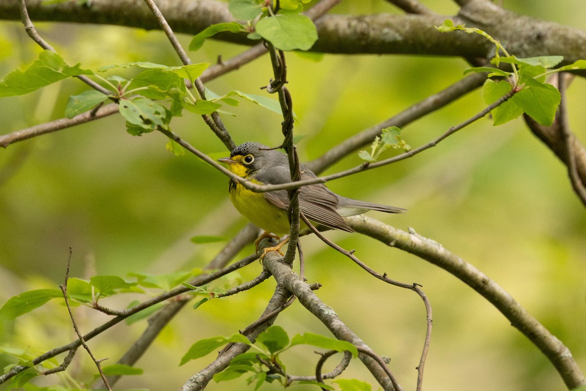 Canada Warbler - ML644554459