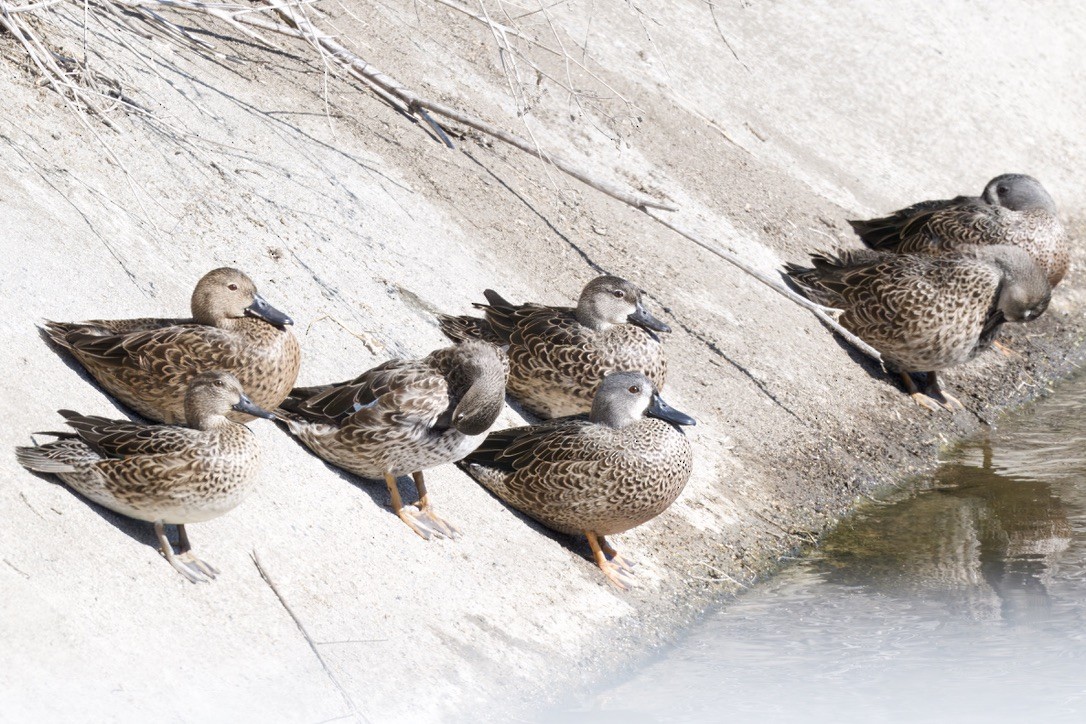 Cerceta Aliazul - ML644554460