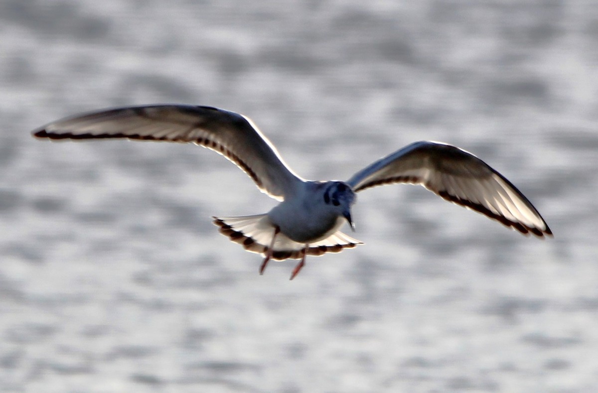 Bonaparte's Gull - ML644554462