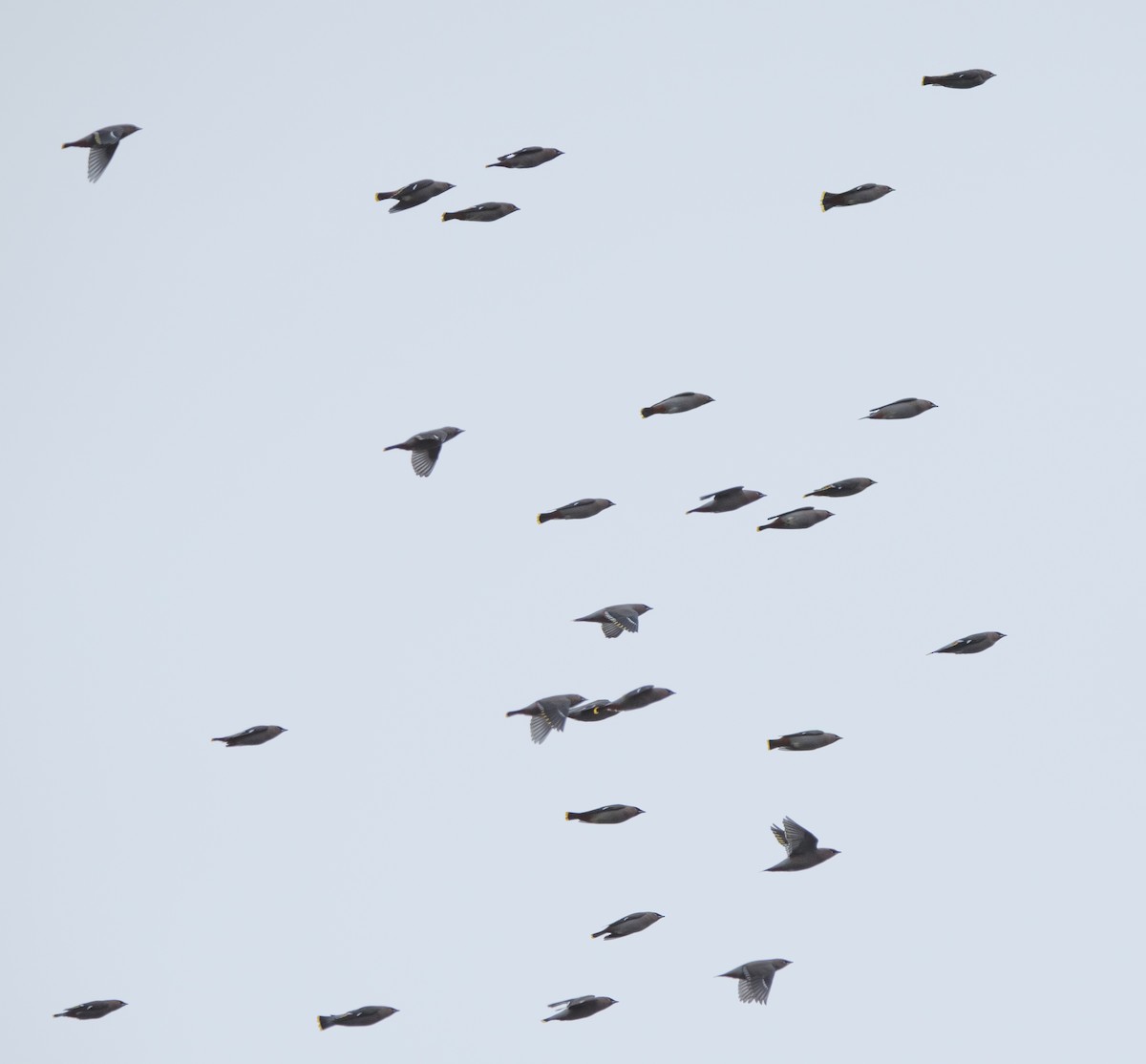 Seidenschwanz - ML644554465