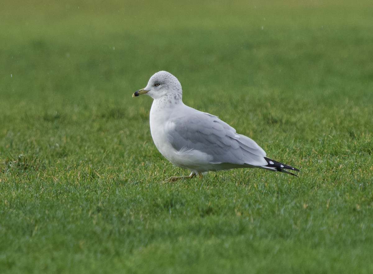 Gaviota de Delaware - ML644554467