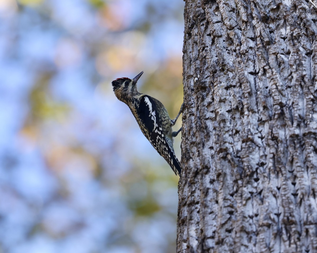 Pic maculé - ML644554475