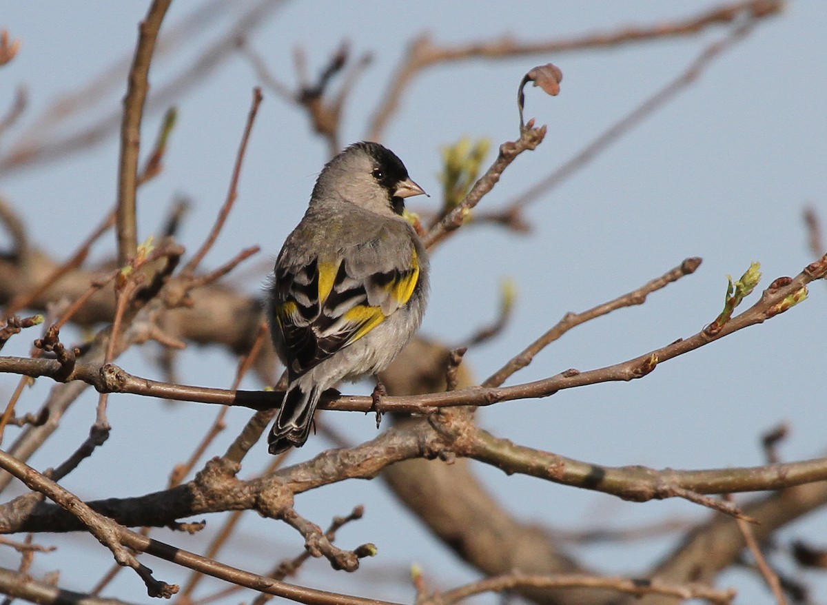 Lawrence's Goldfinch - ML644554479