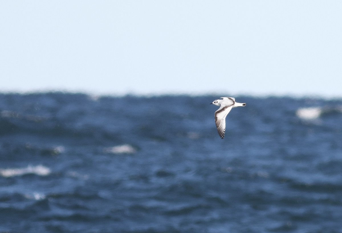 Little Gull - ML644554483