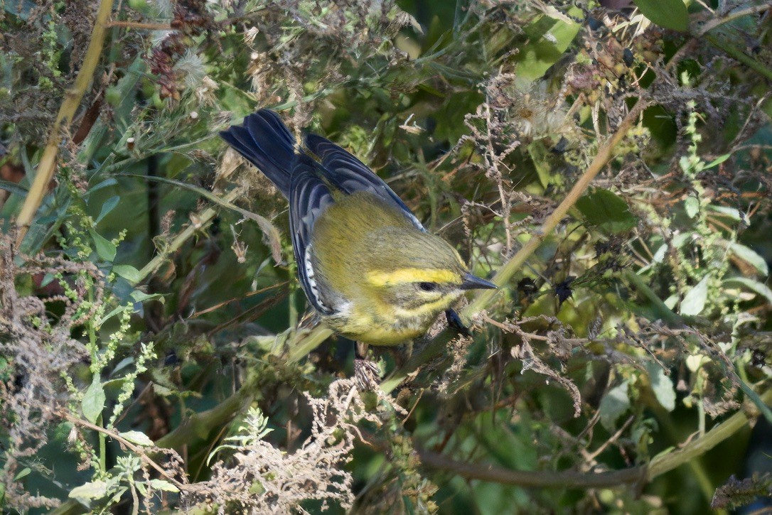 Townsend Ötleğeni - ML644554487