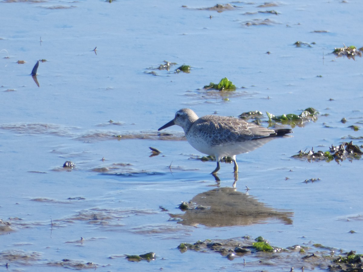Red Knot - ML644554499