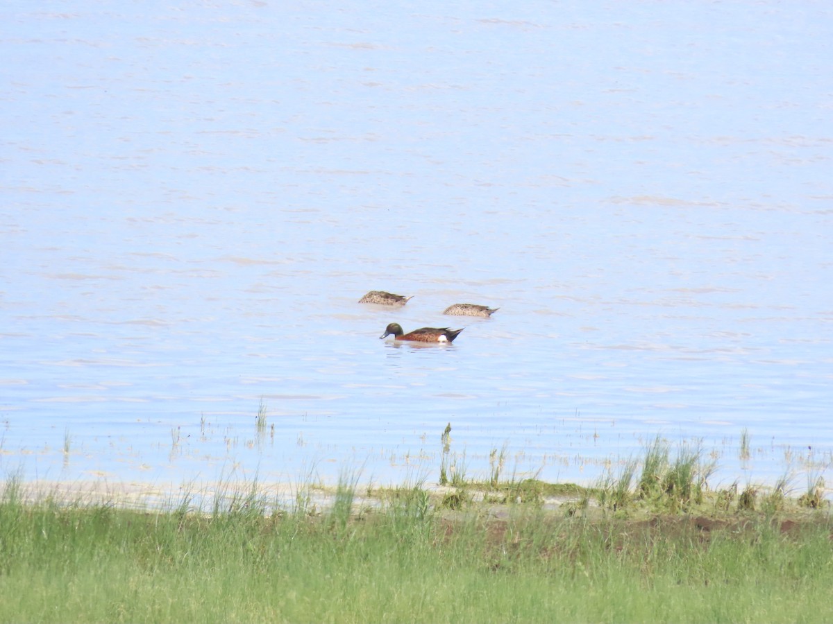 Kastanienente - ML644554500