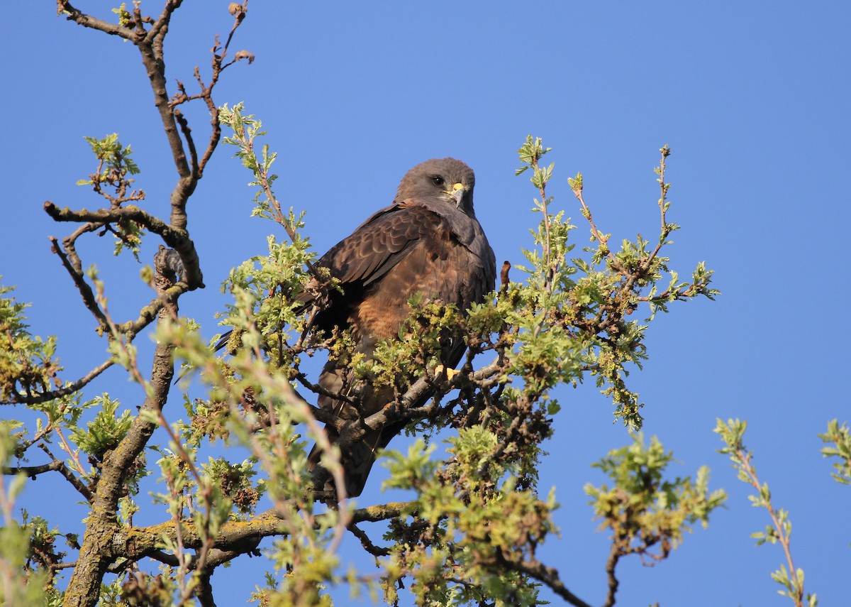 Swainson's Hawk - ML644554504