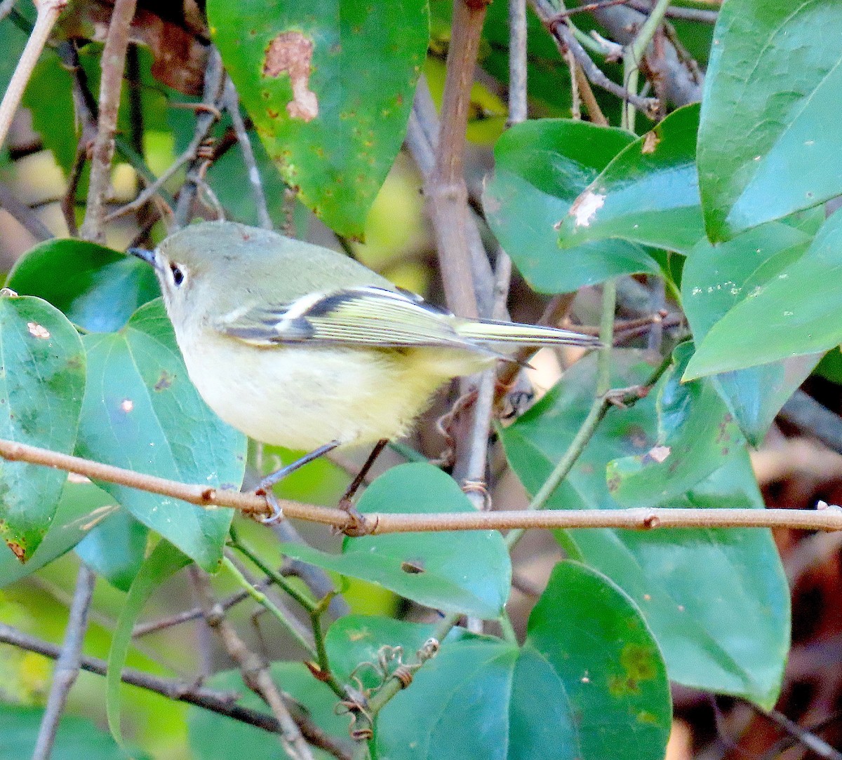 Золотомушка рубіновочуба - ML644554506