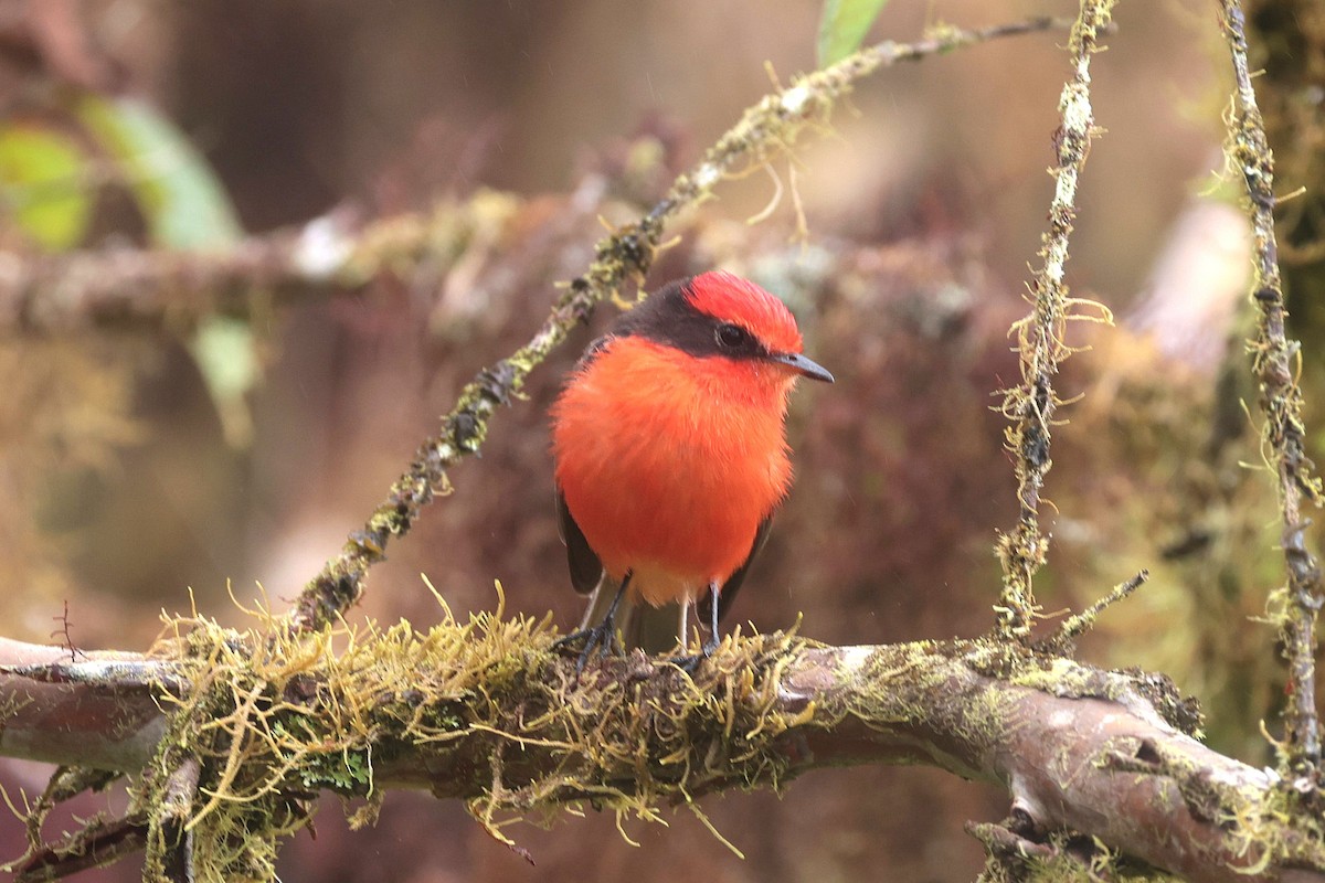 Brujo Flycatcher (Galapagos) - ML644554507