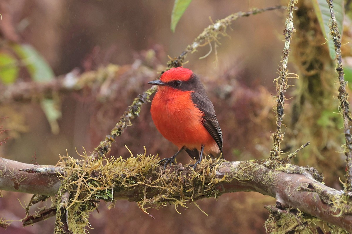 Brujo Flycatcher (Galapagos) - ML644554508