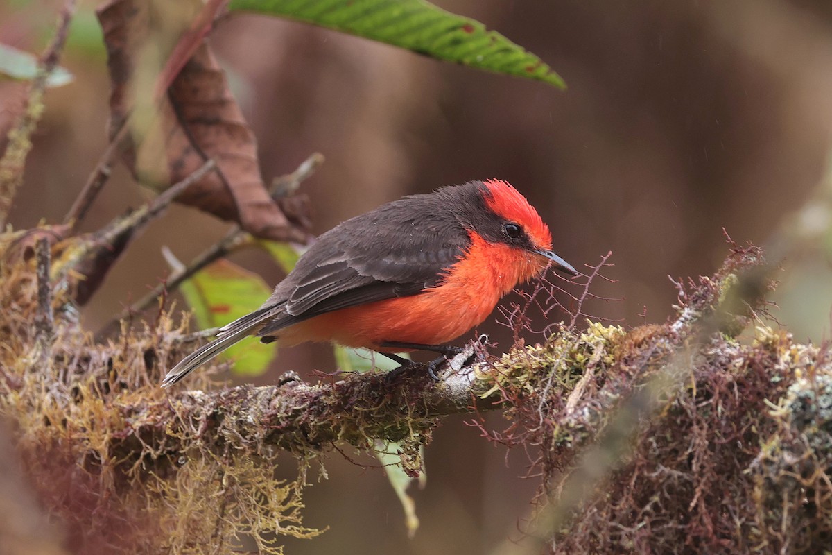 Brujo Flycatcher (Galapagos) - ML644554509