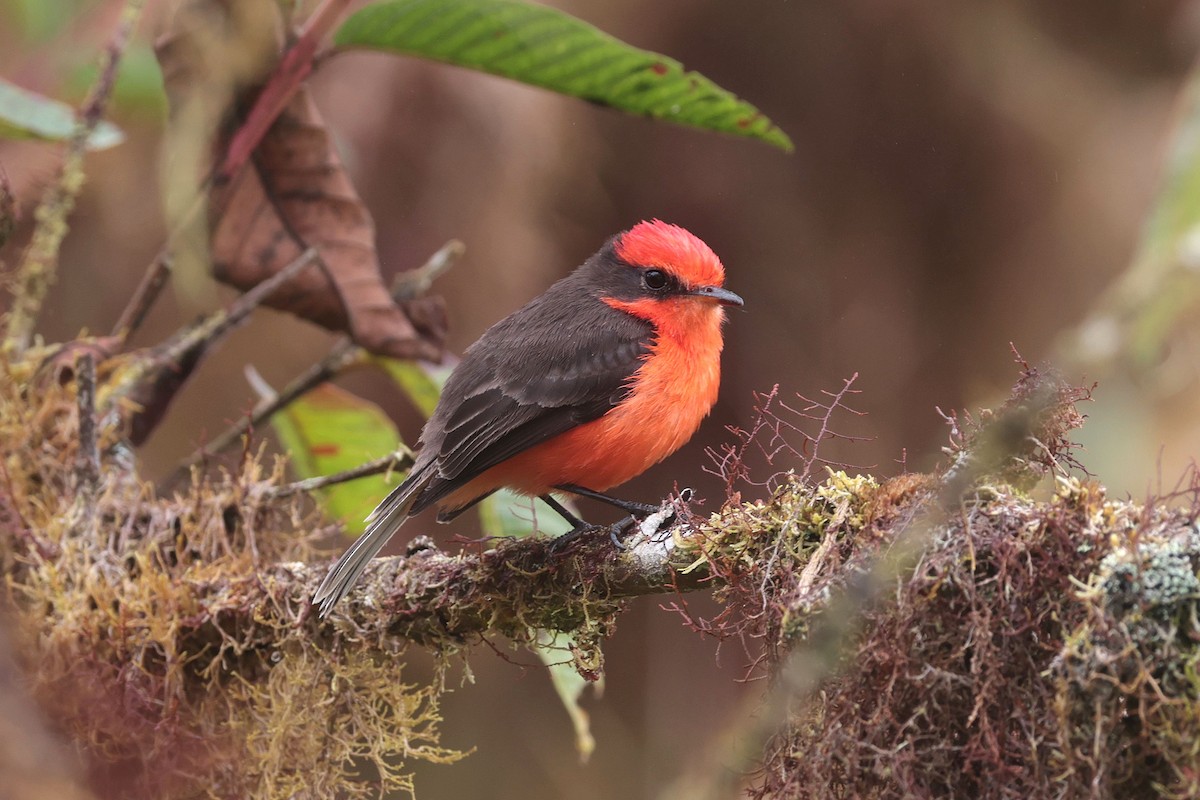 Brujo Flycatcher (Galapagos) - ML644554510