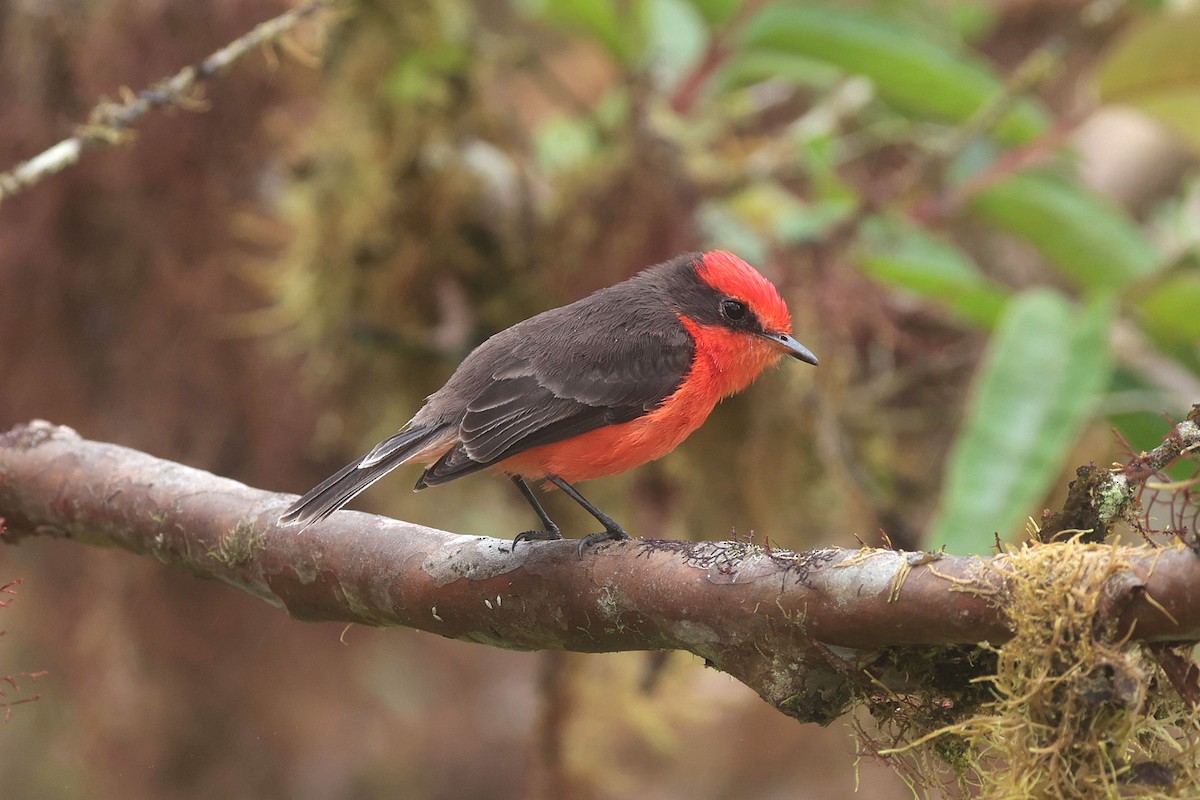 Brujo Flycatcher (Galapagos) - ML644554511