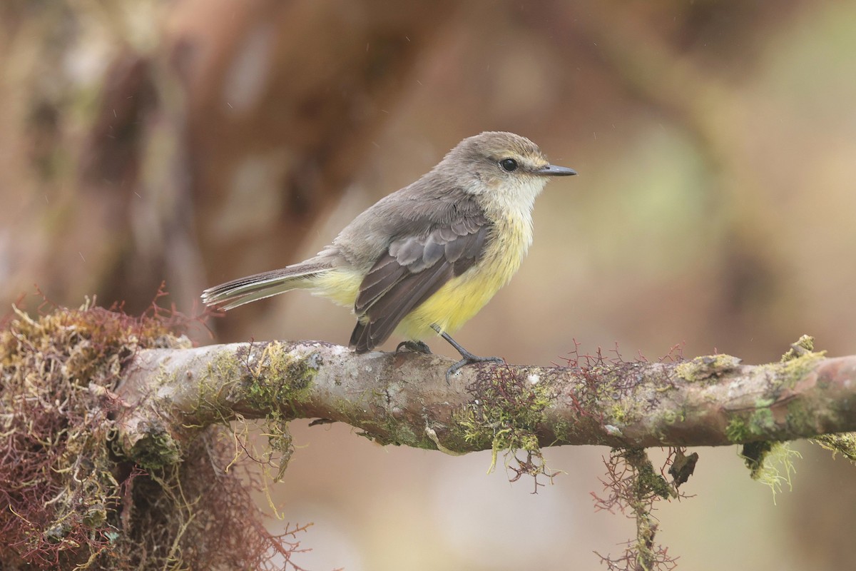 Brujo Flycatcher (Galapagos) - ML644554512