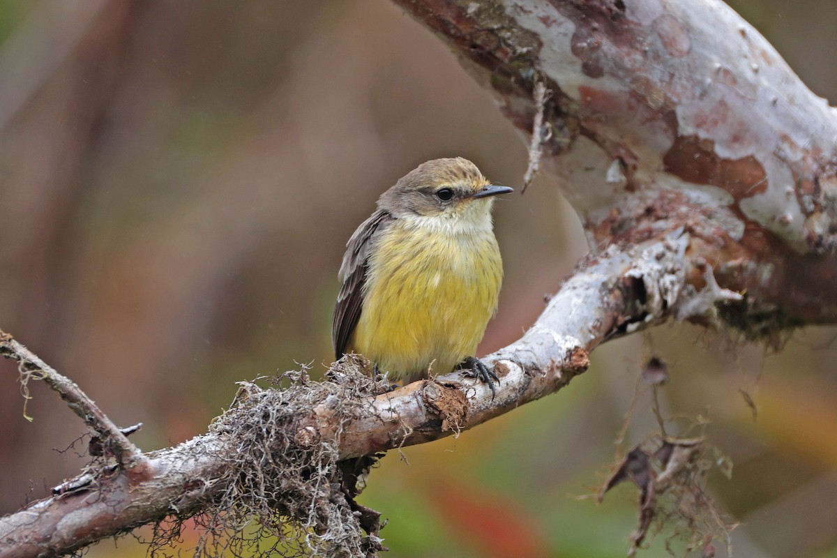 Brujo Flycatcher (Galapagos) - ML644554513