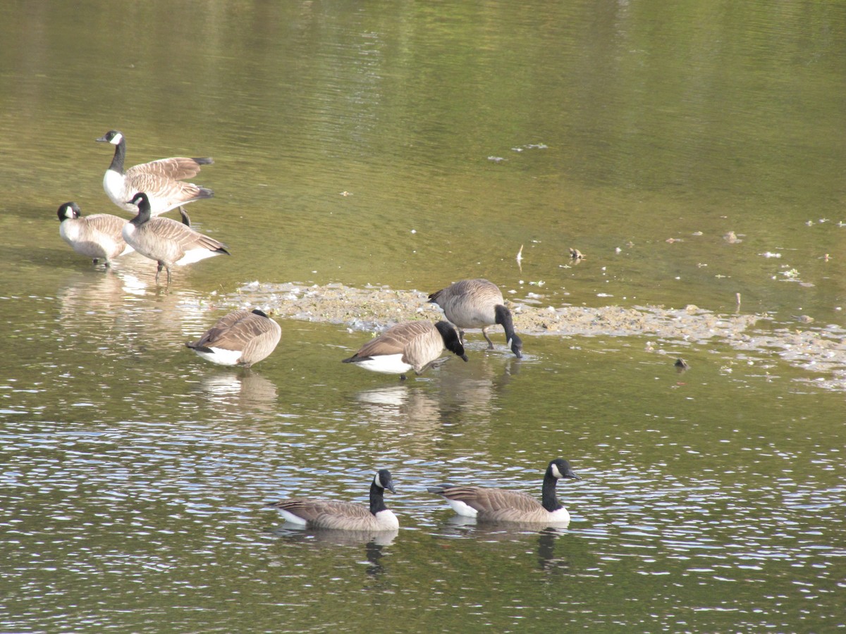 Canada Goose - ML644554517